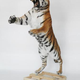 Image for article titled Tiger-Selling Fashionisto Arrested; Lady Gaga To Design Sunglasses